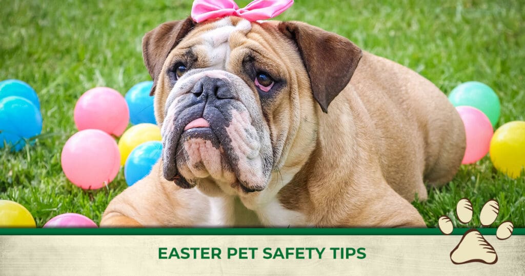 Wah Social Fb 2019 04 Easterpettips