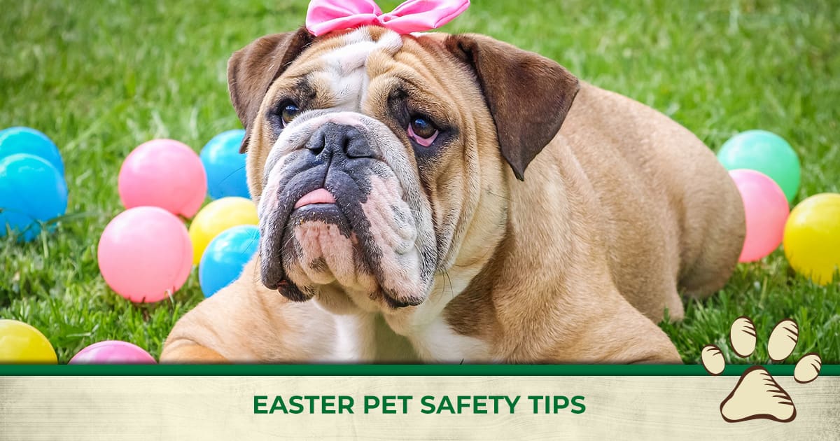 Wah Social Fb 2019 04 Easterpettips