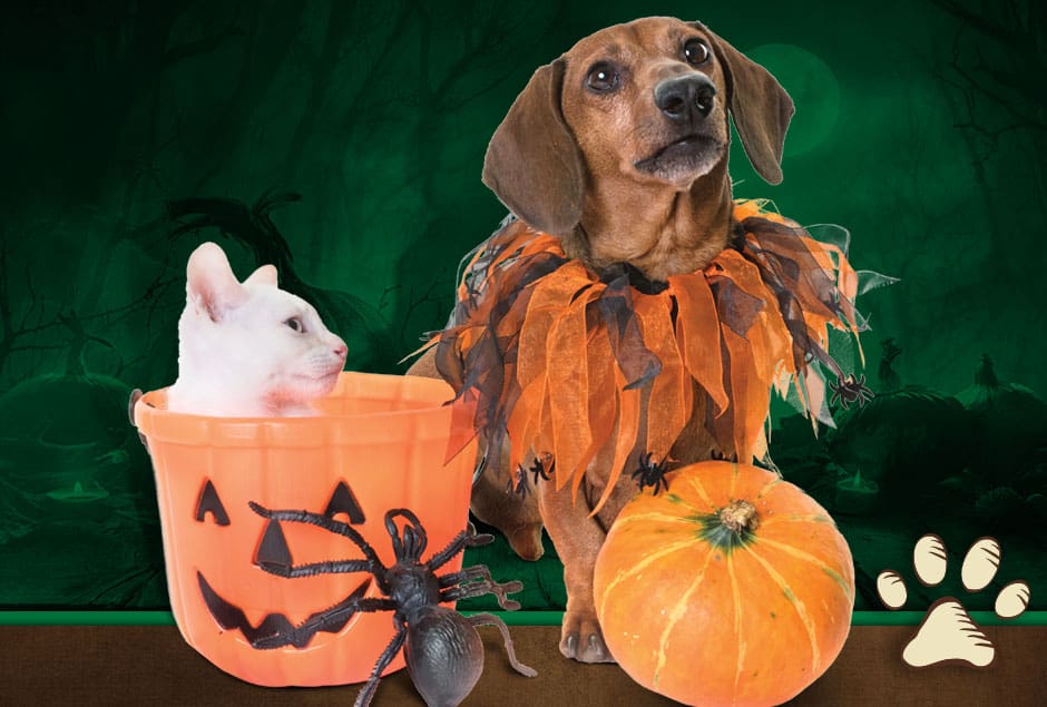 Woodland Hospital 2018 10 Halloween