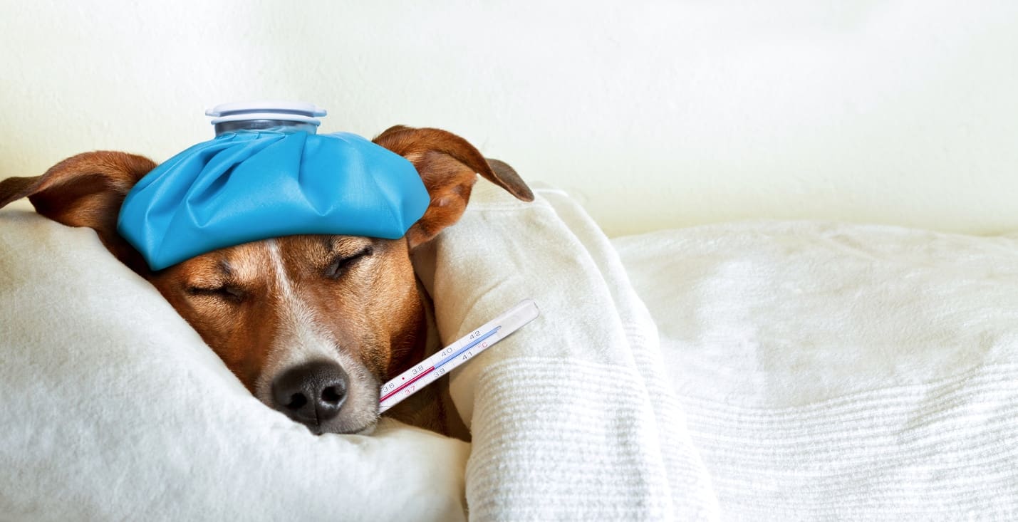 Sick Ill Dog