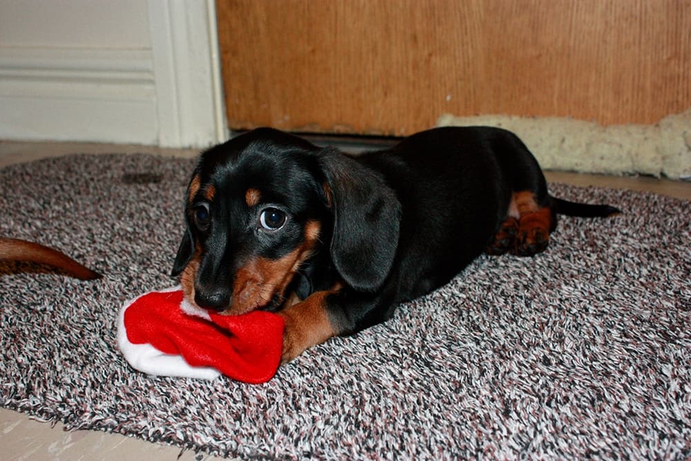 Dog Pica