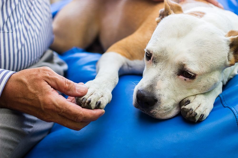 Vet Urgent Care Wait Times