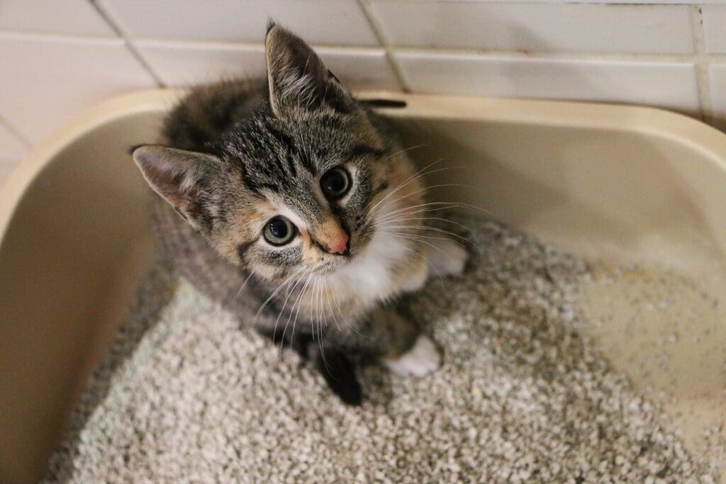 Cat Constipation