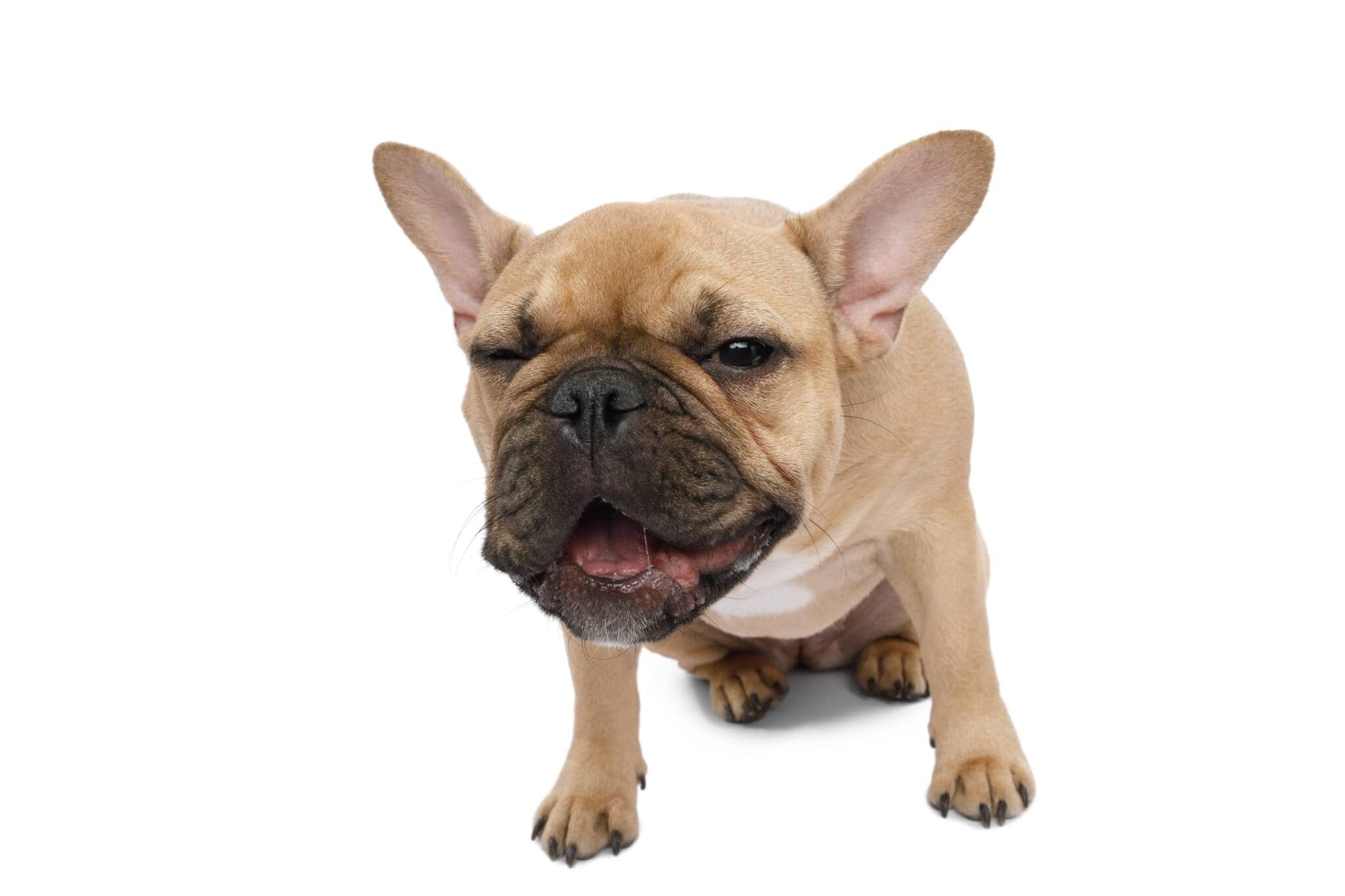 Dog Gagging Coughing