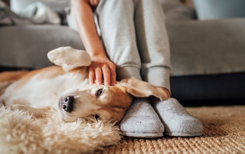 woman-petting-golden-retriever-dog-as-it-lays-next-to-her-feet