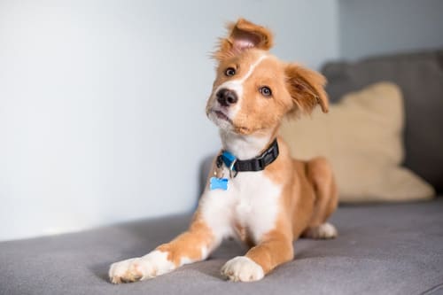 mixed-breed-puppy-lying-on-the-couch-listening-with-a-head-tilt