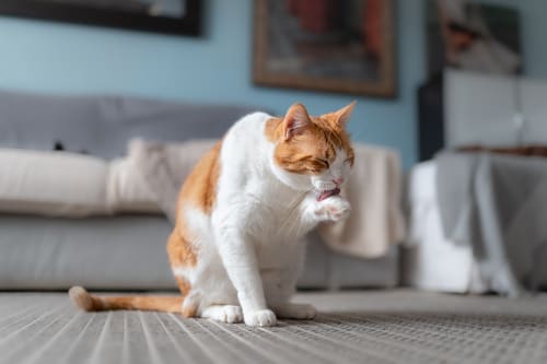 orange-and-white-cat-grooming-itself