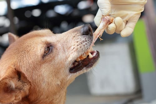 owner-trying-to-take-chicken-bone-from-dog