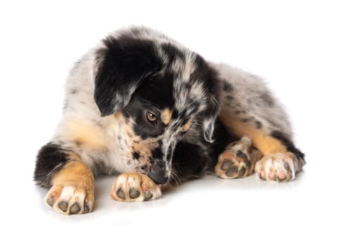 herding-dog-laying-down-and-licking-front-paw