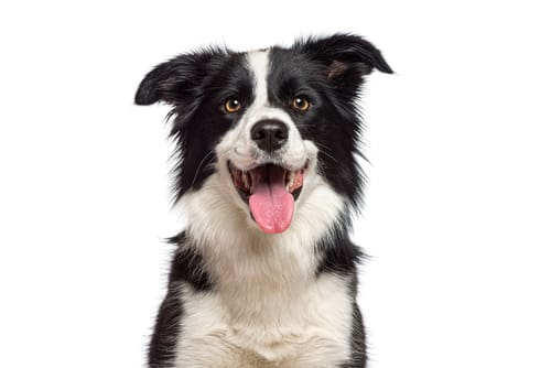 border-collie-dog-panting-against-white-background