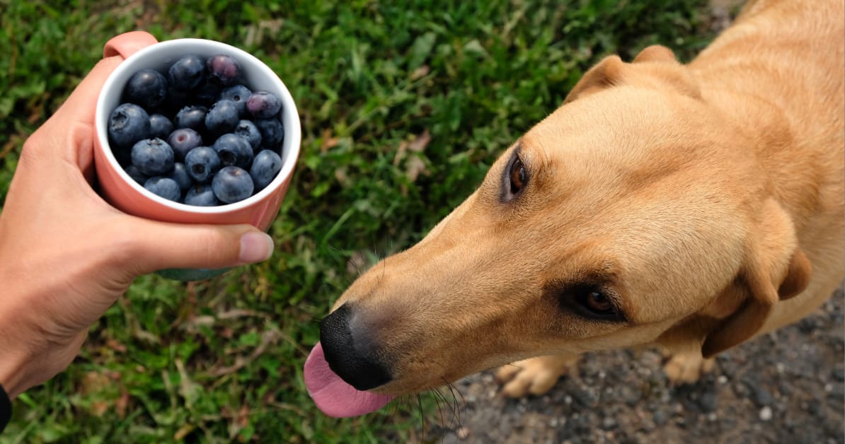 tan dog looking up at person holding a cup of blueberries while panting