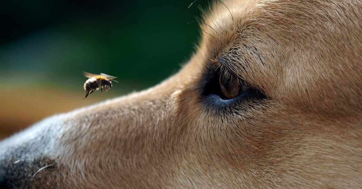 close up of dog's face with bee landing on muzzle