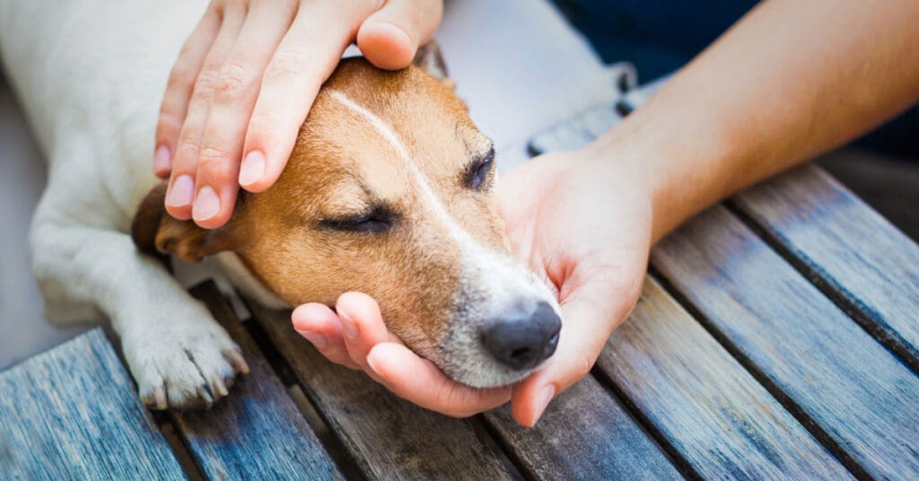 sad-looking dog resting head in person's hands