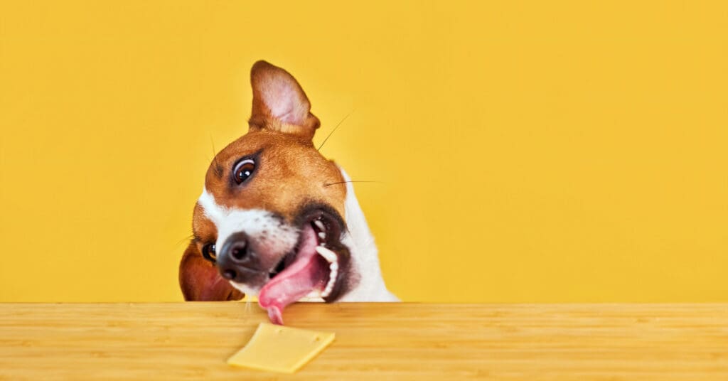 dog trying to eat a slice of cheese off the counter