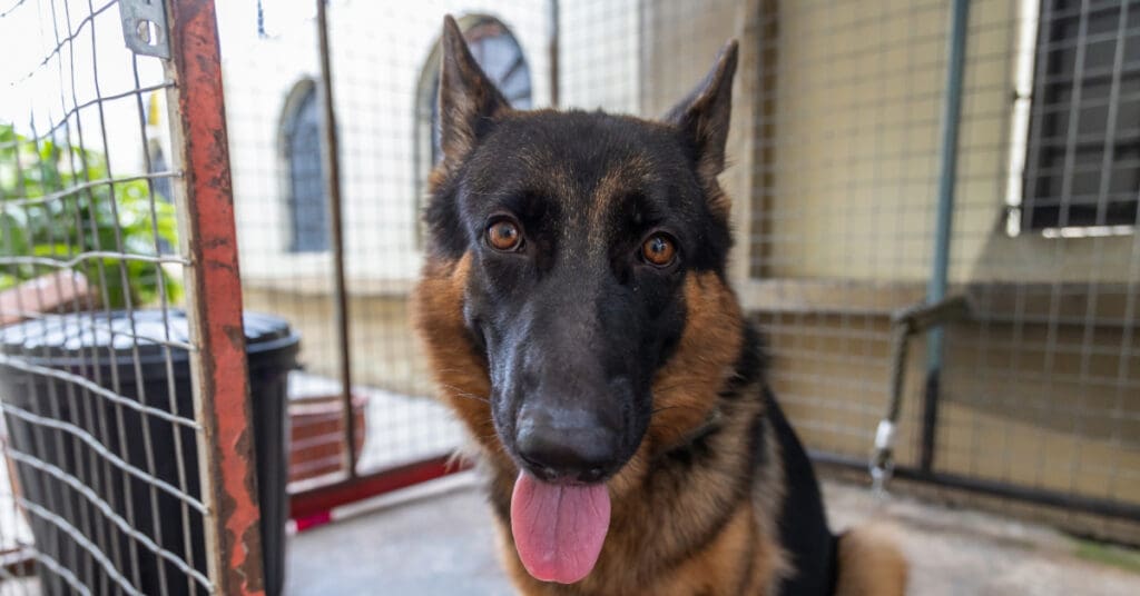German shepherd dog panting outside