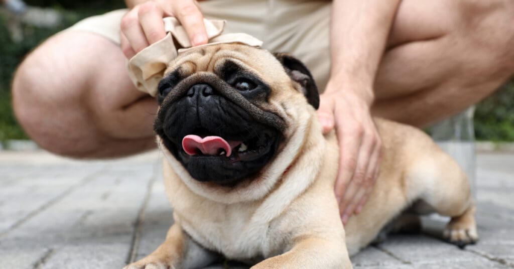 pug dog panting while outside and experiencing heatstroke symptoms