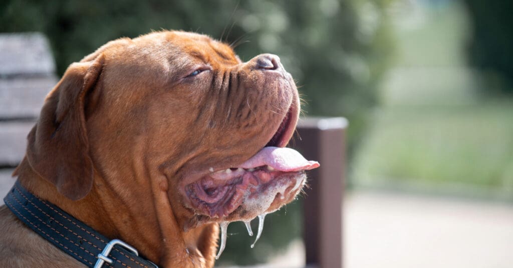 bully breed dog sitting outside and drooling