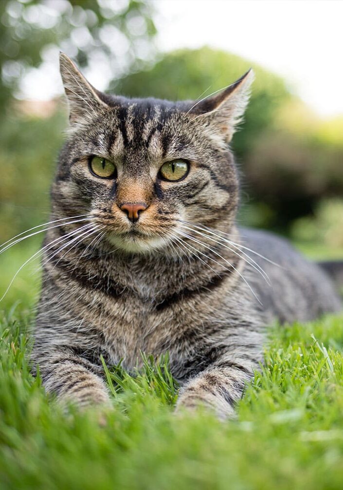 grey and black cat laying in the grass