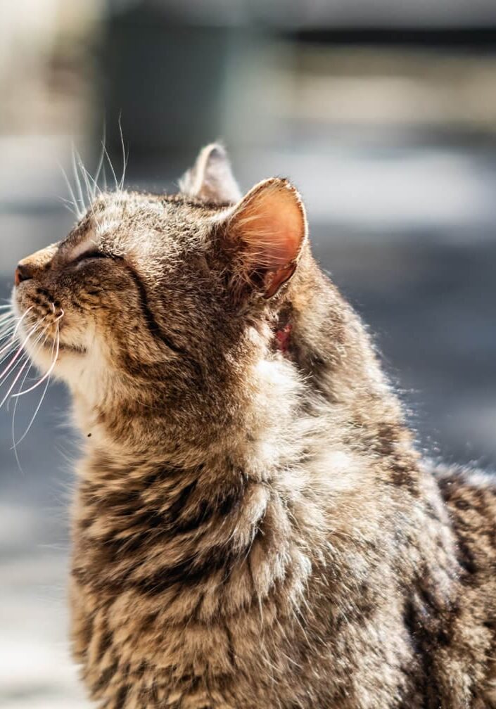 side view of a cat soaking up the sun