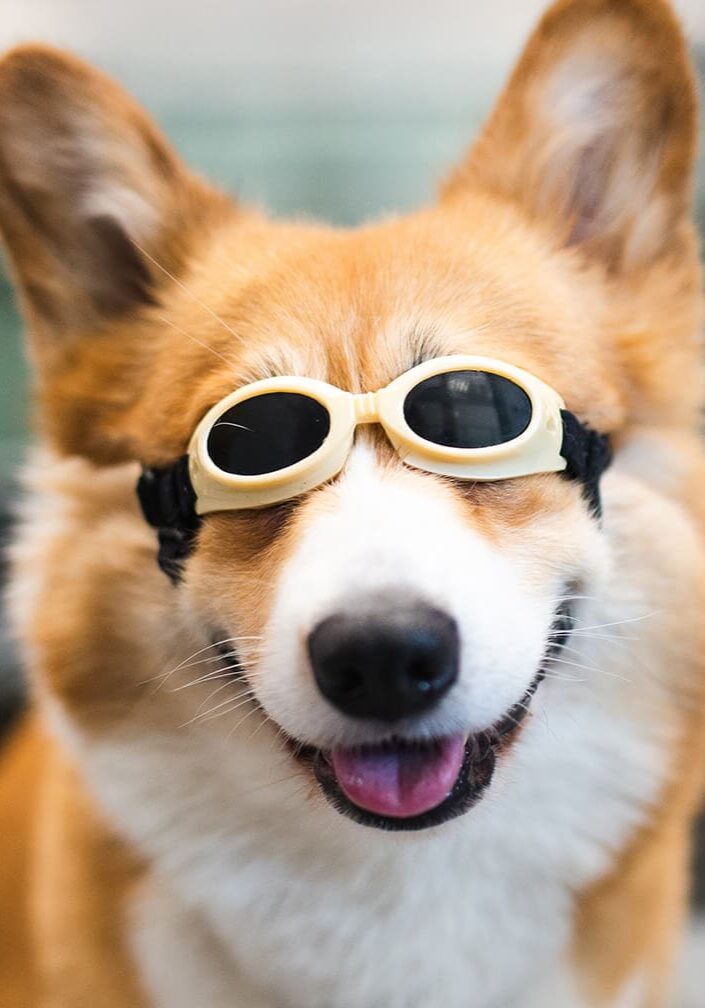 happy dog wearing laser therapy goggles at our animal hospital