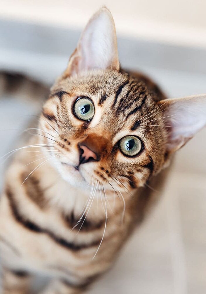 young cat with green eyes looking at the camera