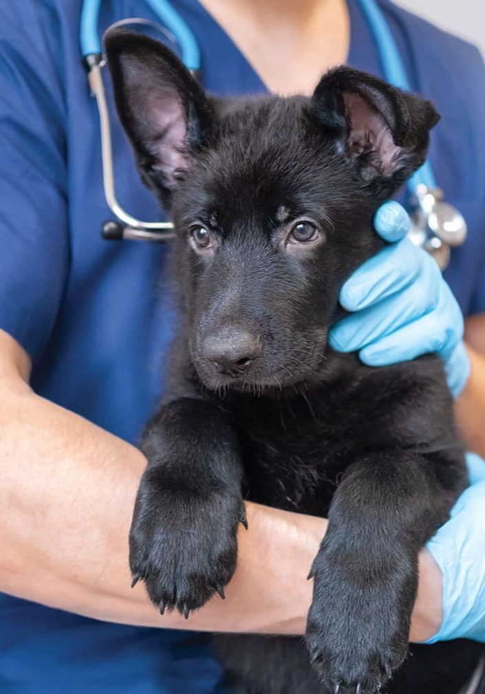 black puppy being held by the veterinarian